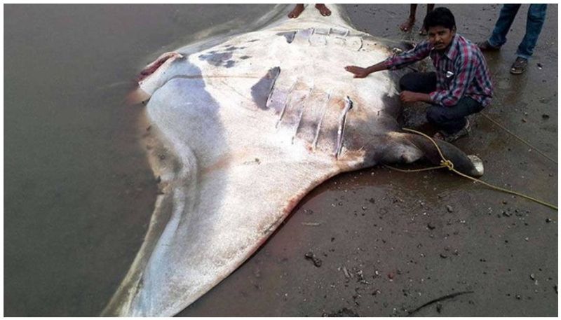Fishermen capture 3 tonne stingray in Andhra Pradesh