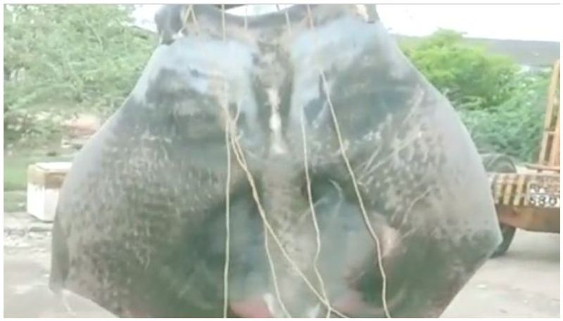 Fishermen capture 3 tonne stingray in Andhra Pradesh