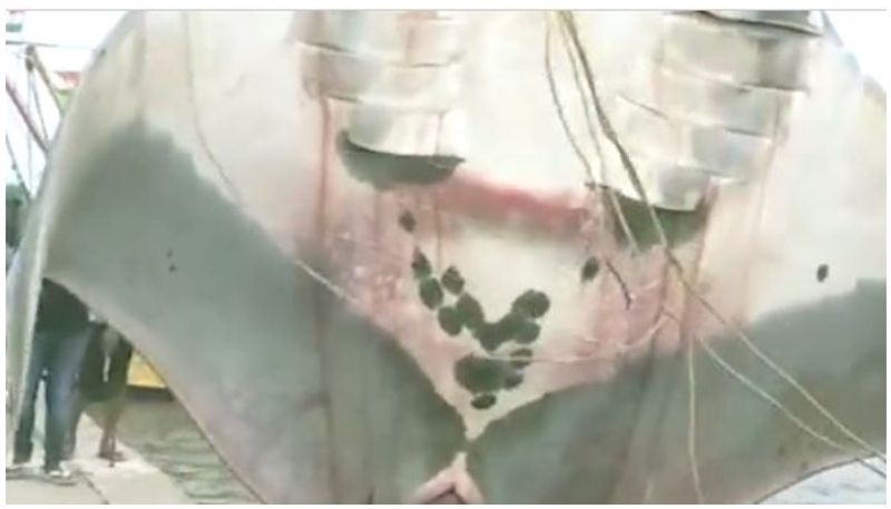 Fishermen capture 3 tonne stingray in Andhra Pradesh