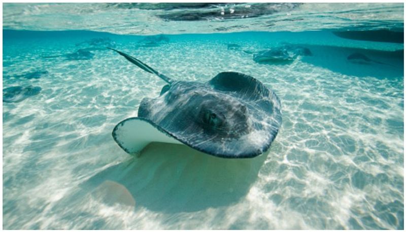 Fishermen capture 3 tonne stingray in Andhra Pradesh