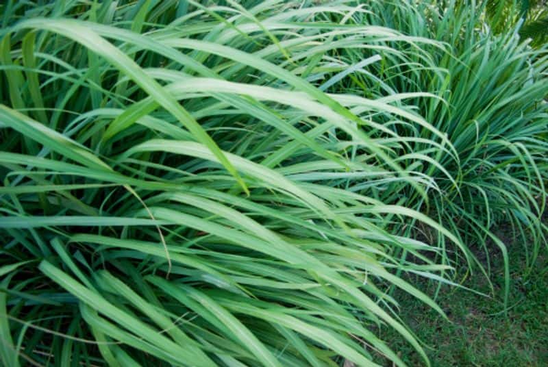 how to grow Lemongrass Plant  as indoor plant