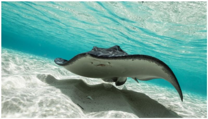 Fishermen capture 3 tonne stingray in Andhra Pradesh
