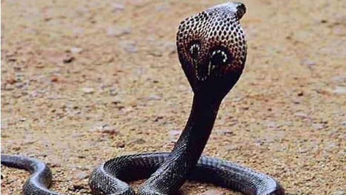 snake bites woman three times in rajasthan snake bites woman three times in rajasthan