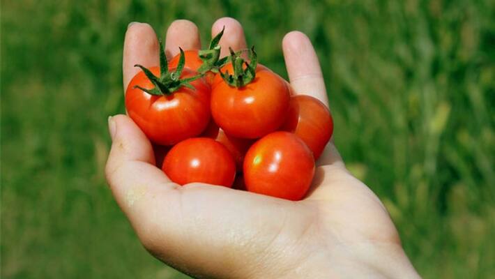 grow cherry tomato in your home grow cherry tomato in your home