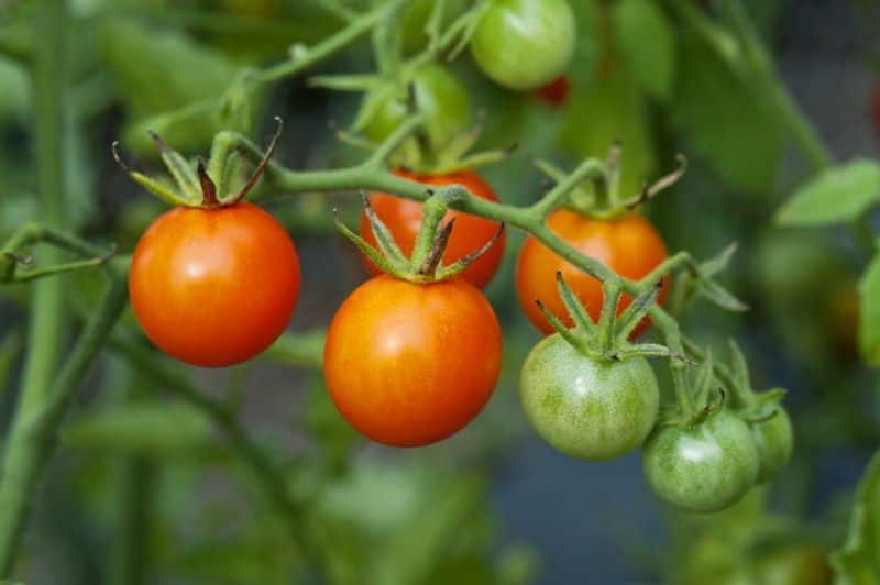 grow cherry tomato in your home