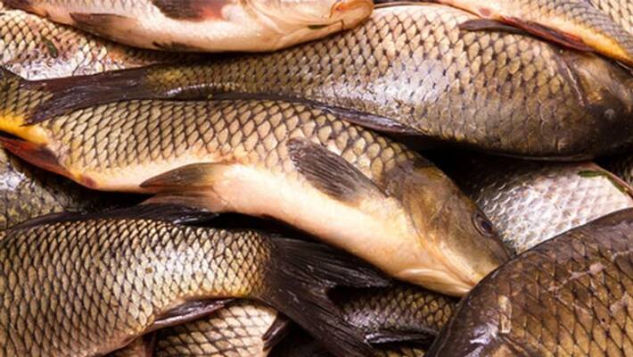 rohu fish farming rohu fish farming