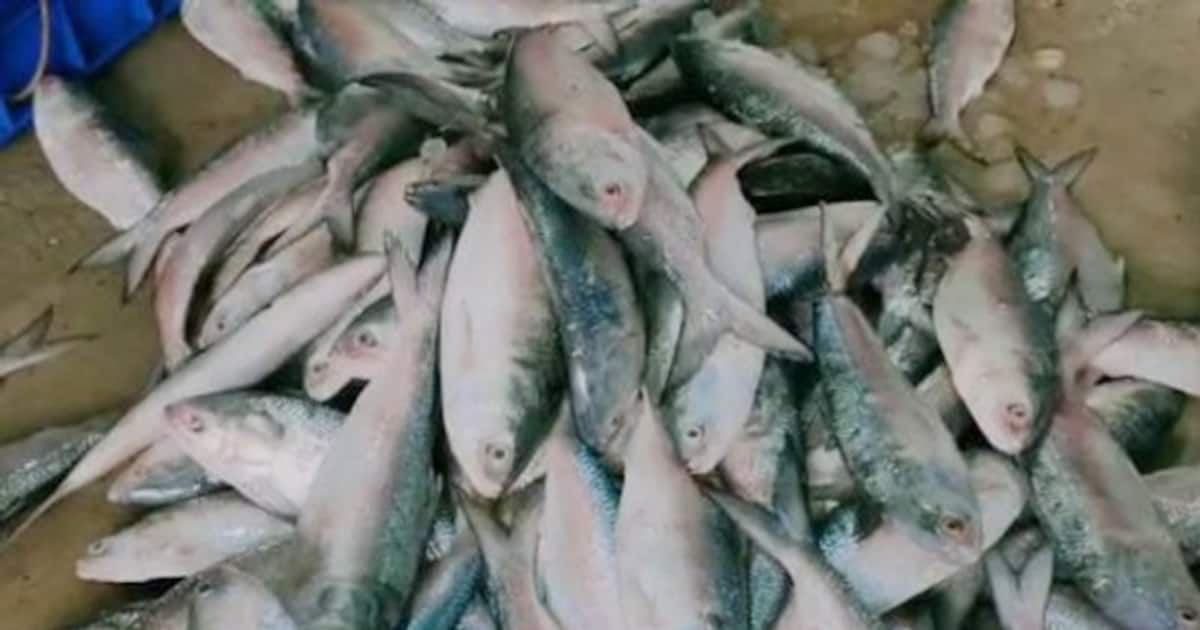 West Bengal: Hilsa fish farming resumes in Bhatar villages as part of ...