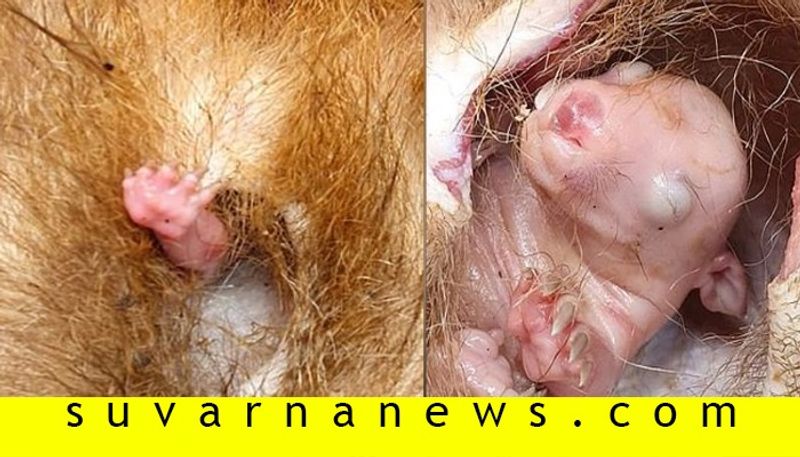 ఈ ఫోటోలో కనిపిస్తున్న జంతువుని చూశారా.. ఇది ఆస్ట్రేలియాలో కనిపిస్తున్న ఒక రకమైన జంతువు. దాని పేరు వూంబట్. ఇది కేవలం ఆ దేశంలో మాత్రమే కనపడుతుంది.