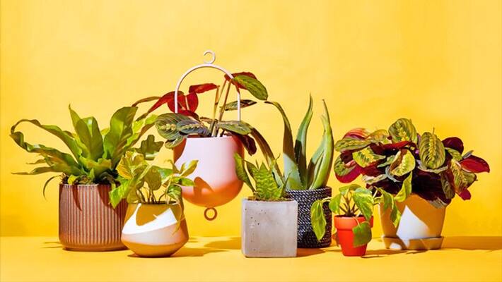 These plants can become the cause of Vaastu dosha, keep these things in mind while keeping plants in house KPI These plants can become the cause of Vaastu dosha, keep these things in mind while keeping plants in house KPI
