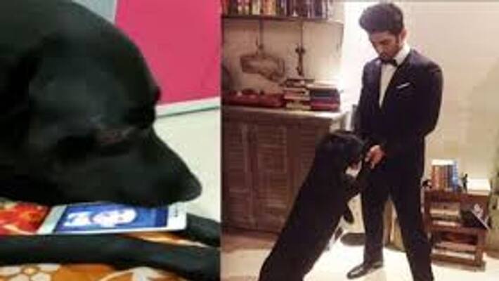 actor sushanth dog waiting for him actor sushanth dog waiting for him