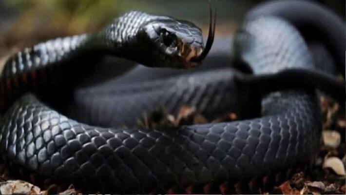 student died after snake bite in pathanapuram student died after snake bite in pathanapuram