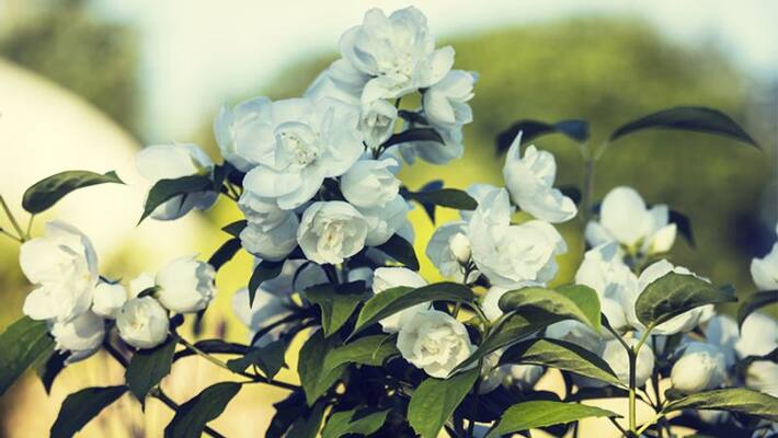 plants indoor and outdoor plants indoor and outdoor