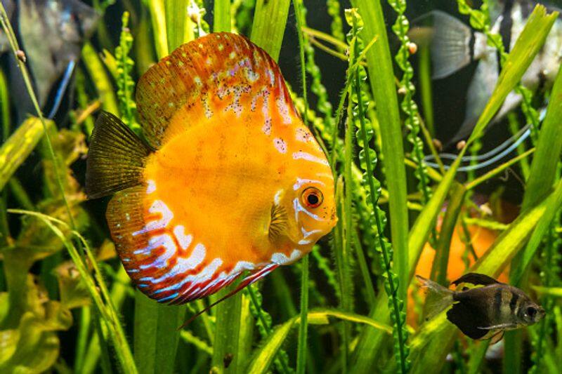 Know How Fishes and Aquariums Can Bring Prosperity, Wealth And Happiness to Your House bpsb