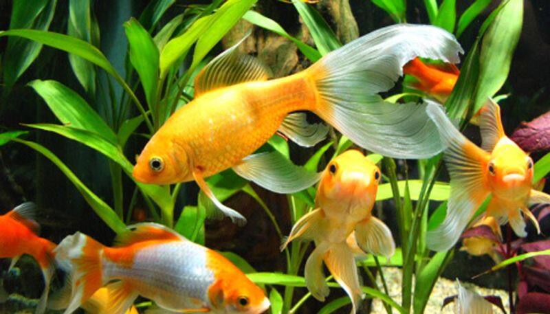 To increase happiness and prosperity in the house bring colorful fish in the new year BDD