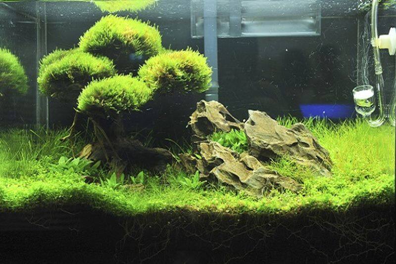 how to care aquarium plants