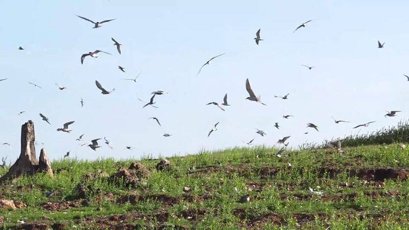 Birds breeding at Bhadra backwater place