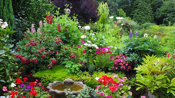 Never keep this tree in home arrange your garden according to vastu BDD Never keep this tree in home arrange your garden according to vastu BDD
