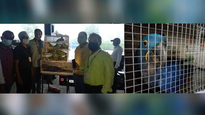 Foreign birds worth crores of rupees have been recovered from Kolkata airport RT Foreign birds worth crores of rupees have been recovered from Kolkata airport RT