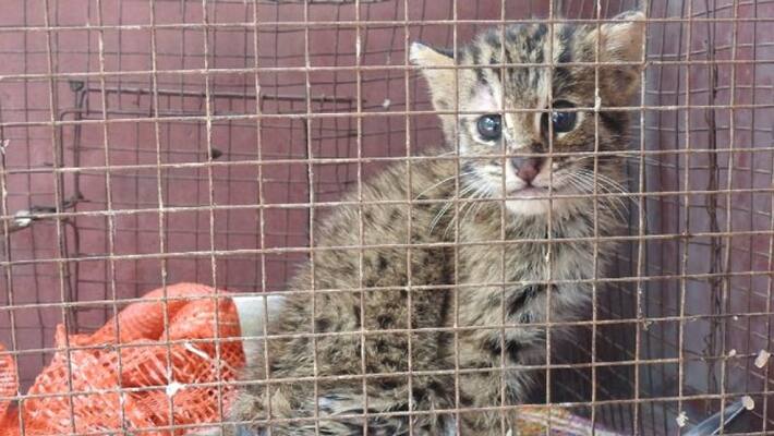 Fishig cat rescued by locals in Howrah Fishig cat rescued by locals in Howrah