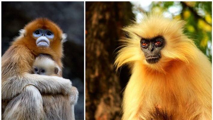 Even Golden langurs suffer from forced abortion and infanticide says studies Even Golden langurs suffer from forced abortion and infanticide says studies