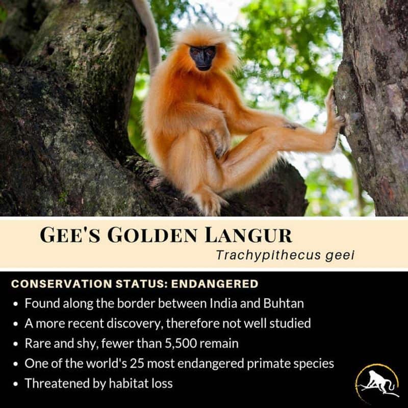 Even Golden langurs suffer from forced abortion and infanticide says studies