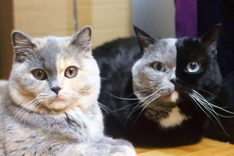 Split coloured faced cat with one kitten each in each colour