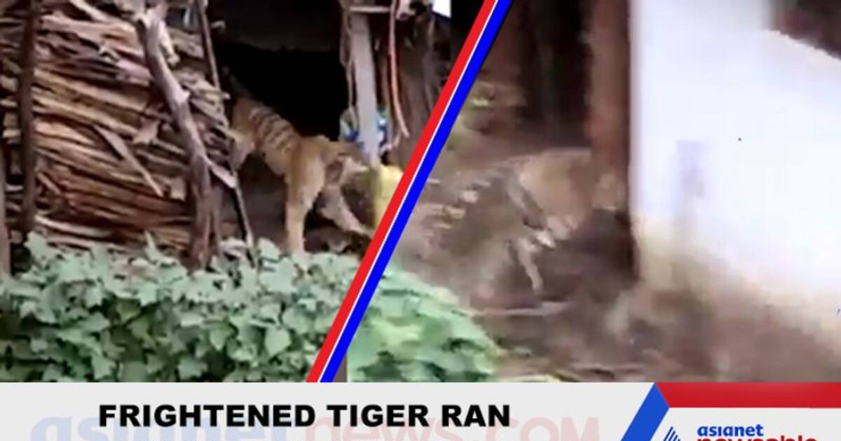 Viral video: Frightened tiger runs away from humans