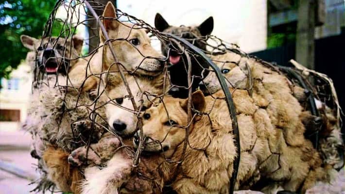 Thousands of dogs slaughtered as Yulin's 10-day festival carries on despite COVID-19 pandemic Thousands of dogs slaughtered as Yulin's 10-day festival carries on despite COVID-19 pandemic