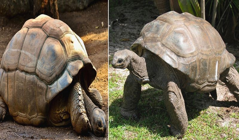 Tortoise vaastu tips that brings peace and Prosperity