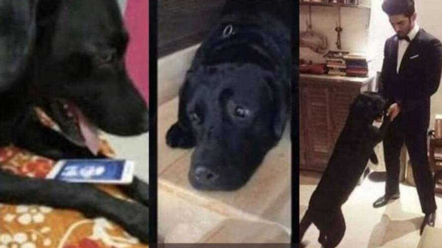 Fact Check Sushant Singh Rajput Dog Fudge is Not Dead Fact Check Sushant Singh Rajput Dog Fudge is Not Dead