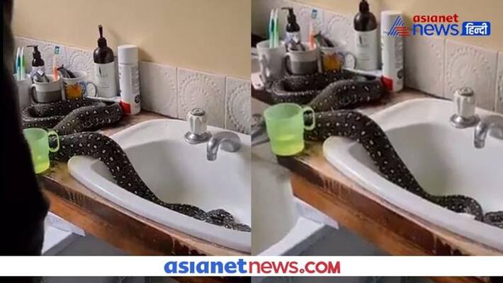 Indian rock python enters bathroom of a house in Delhi Indian rock python enters bathroom of a house in Delhi