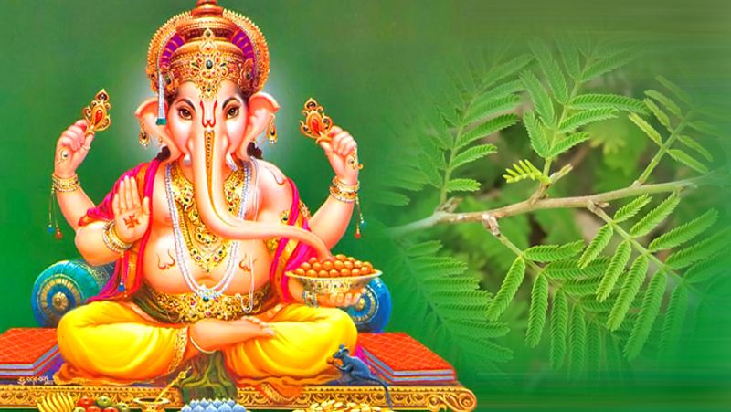 3. गणेशजी को चढ़ाएं चढ़ाएं शमी के पत्ते
गणेशजी की पूजा से घर-परिवार, नौकरी या कारोबार की परेशानियां दूर हो सकती हैं। गणेशजी को हर बुधवार शमी के पत्ते भी चढ़ा सकते हैं। शमी पत्ते भी दूर्वा की तरह गणेशजी को प्रिय हैं। मान्यता है कि शमी में शिव का वास होता है, इसी वजह से ये पत्ते गणेशजी को चढ़ाते हैं। शमी पत्र चढ़ाने से बुद्धि तेज होती है, घर की अशांति दूर होती है।
