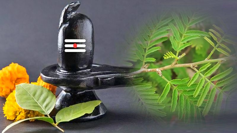 4. शिवलिंग पर भी चढ़ा सकते हैं शमी के पत्ते
शिवलिंग पर शमी के पत्ते चढ़ाने से सभी ग्रहों के दोष दूर हो सकते हैं। ये उपाय रोज या हर सोमवार को किया जा सकता है।
