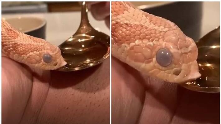 Video of snake sssipping water from a spoon Video of snake sssipping water from a spoon
