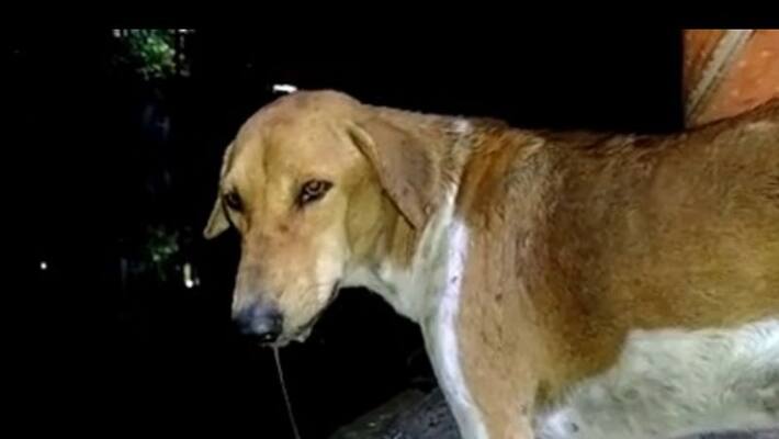 Female dog struggles for life after brutal sexual assault in Mumbai mah Female dog struggles for life after brutal sexual assault in Mumbai mah