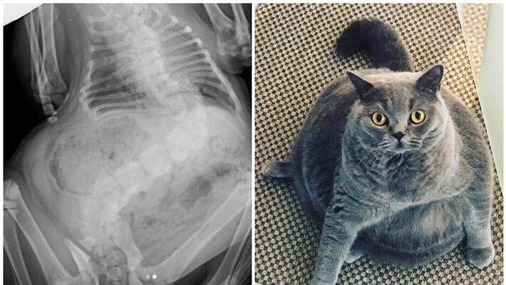 pitoe the scoliosis obese cat who walked from euthanasia to a pampered life pitoe the scoliosis obese cat who walked from euthanasia to a pampered life