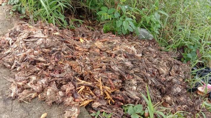 chicken waste dumped in Mariyapuram Junction Edathua chicken waste dumped in Mariyapuram Junction Edathua