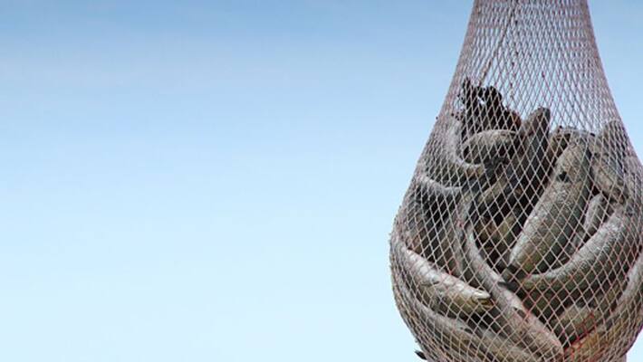 fish and duck farming fish and duck farming