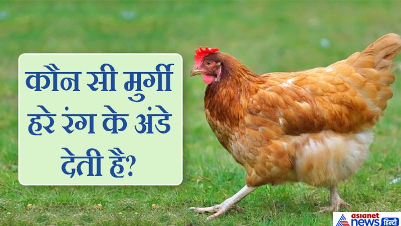 नेडी मुर्गी