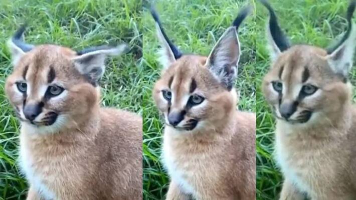 Caracal Beautifully Twitches Ears To Express Emotions Caracal Beautifully Twitches Ears To Express Emotions