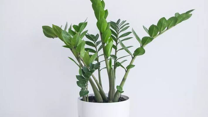 grow zz plant with less care grow zz plant with less care