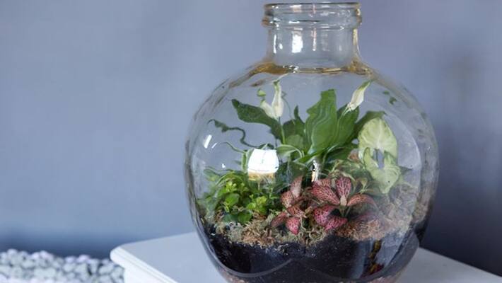 bottle garden tips bottle garden tips
