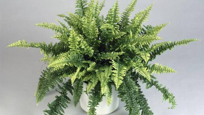varieties of Boston Fern varieties of Boston Fern