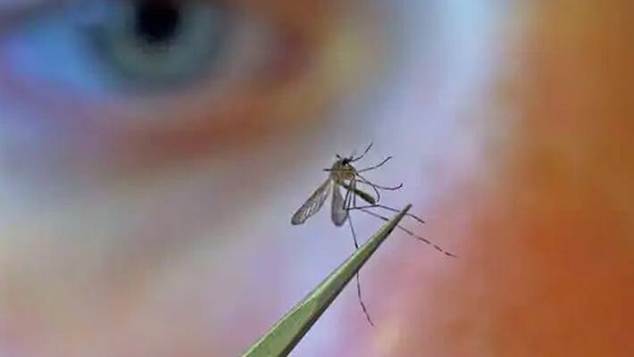 Mosquito menace Understanding the most dangerous creature to roam the earth KPP Mosquito menace Understanding the most dangerous creature to roam the earth KPP