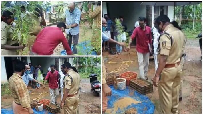 man arrested for planting cannabis in terrace house man arrested for planting cannabis in terrace house