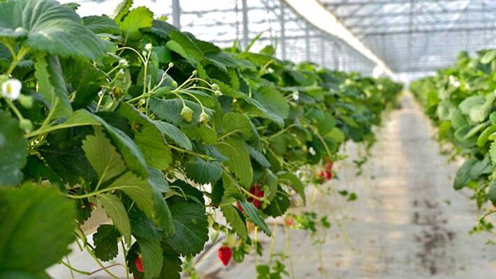 hydroponic farming in home hydroponic farming in home