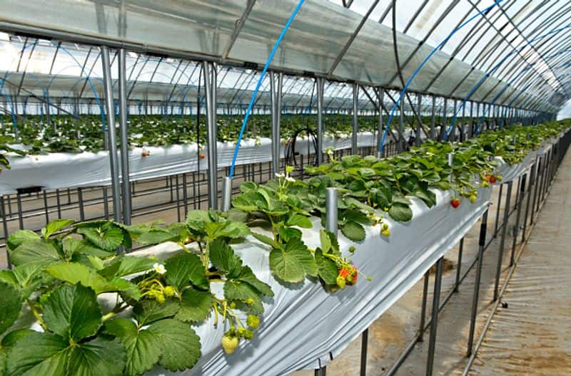 hydroponic farming in home