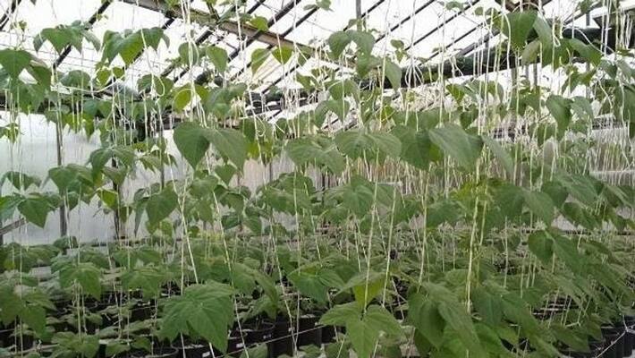 If Beans Plant Leaves Are Turning Yellow Follow These tips If Beans Plant Leaves Are Turning Yellow Follow These tips