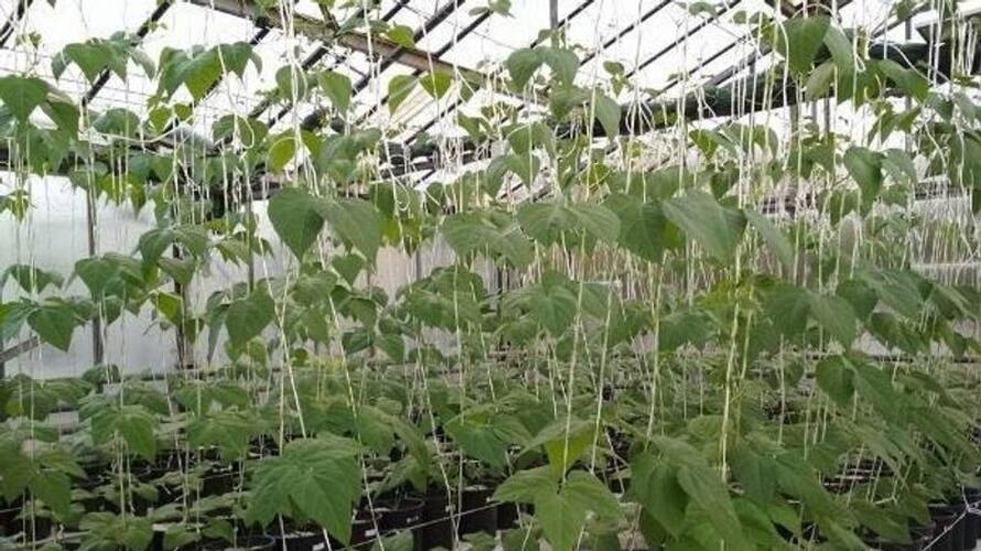 If Beans Plant Leaves Are Turning Yellow Follow These tips If Beans Plant Leaves Are Turning Yellow Follow These tips