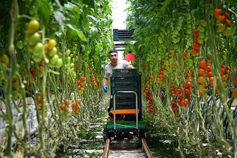 hydroponic farming in home
